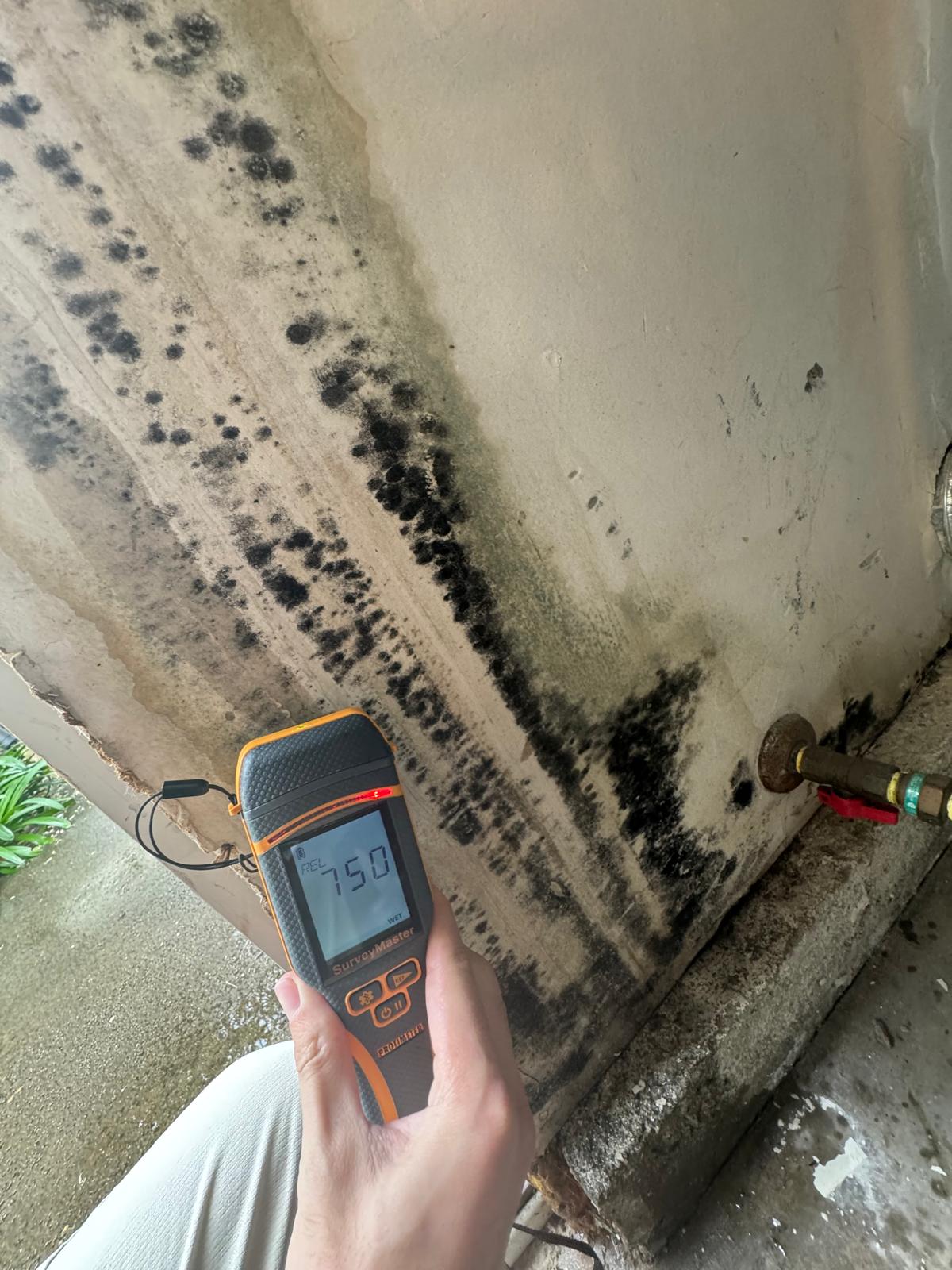 Black mold spreading along an exterior wall near a leaking hose bib with a moisture reading