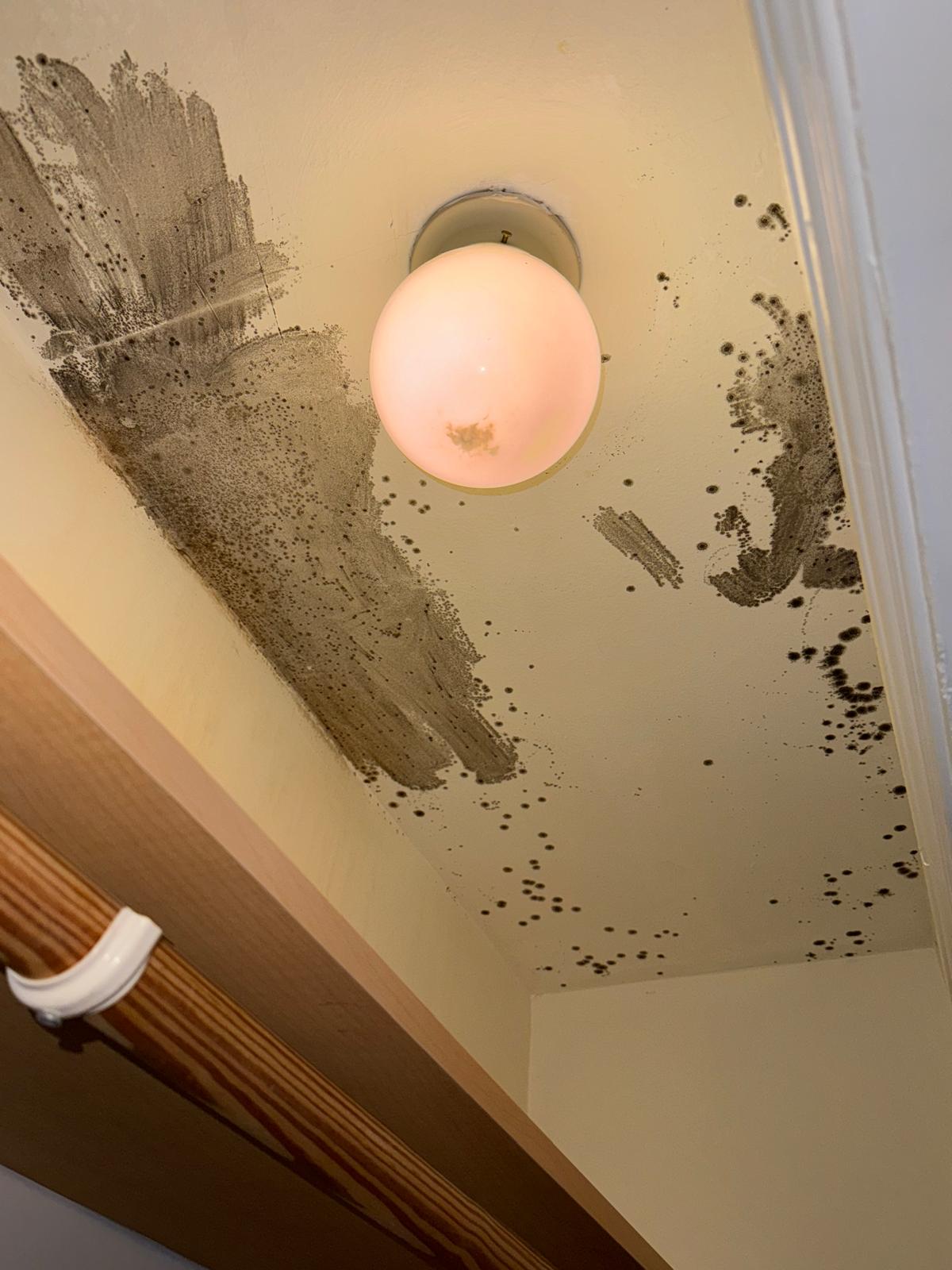 Heavy mold growth spreading across a ceiling around a light fixture